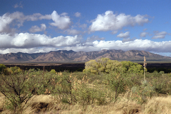 Arizona Lone Yucca