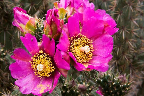NM_Cactus Flower 734