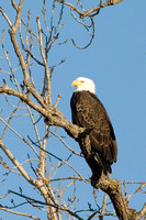 Bald Eagle 193