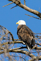 Bald Eagle 231