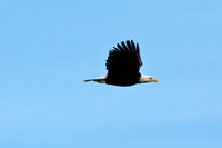 Bald Eagle 176