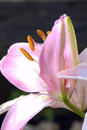 Asiatic Lily 3