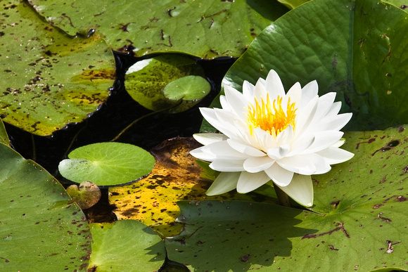 Water_Lily_1834.jpg